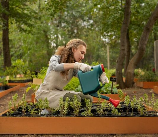 Raised Garden Beds: Are They Actually Worth Building? are raised garden beds worth it
