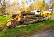 How Can Tree Removal Bendigo and Stump Grinding Bendigo Transform Your Outdoor Space? Tree Removal Bendigo