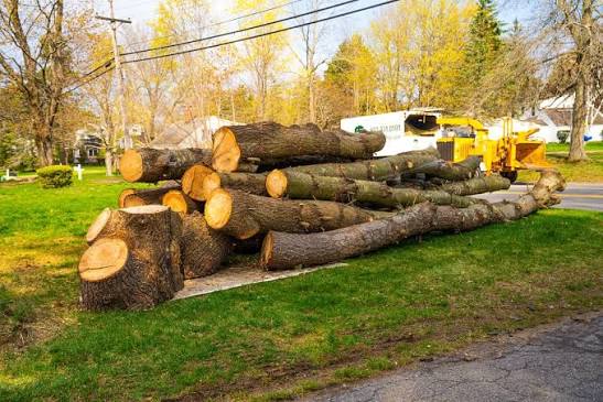 Tree Removal Bendigo Tree Removal Bendigo